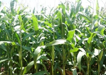 CSIR-SARI Unveils New Pest-Resistant Maize Varieties to Boost Food Security in Northern Ghana