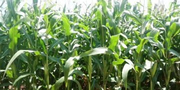CSIR-SARI Unveils New Pest-Resistant Maize Varieties to Boost Food Security in Northern Ghana