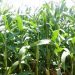 CSIR-SARI Unveils New Pest-Resistant Maize Varieties to Boost Food Security in Northern Ghana