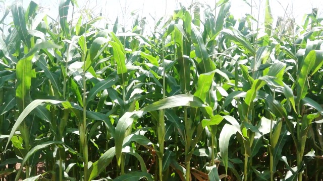 CSIR-SARI Unveils New Pest-Resistant Maize Varieties to Boost Food Security in Northern Ghana