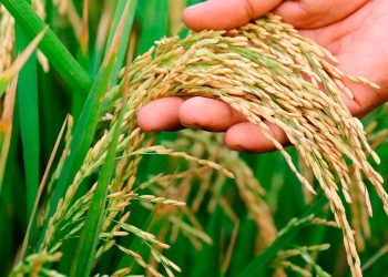 Northern Caucus of Parliament unveils plan to boost rice production in Northern Ghana
