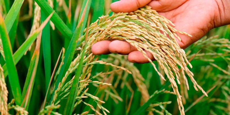 Northern Caucus of Parliament unveils plan to boost rice production in Northern Ghana