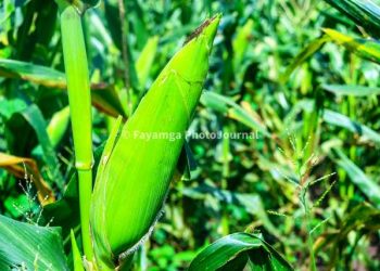 “Tears in the Silos: Grain Farmers in the Sisaala areas Battle Crushing Price Collapse”