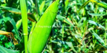 “Tears in the Silos: Grain Farmers in the Sisaala areas Battle Crushing Price Collapse”