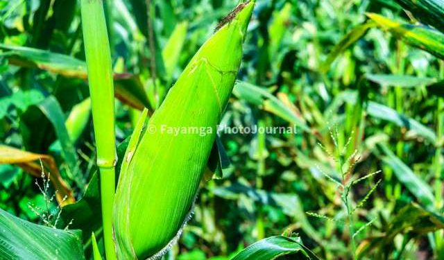 “Tears in the Silos: Grain Farmers in the Sisaala areas Battle Crushing Price Collapse”