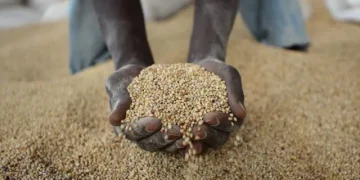 AGRA report reveals 8 million Ghanaians face food crisis despite harvest surge