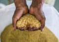 WFP expands Fortified Rice Programme in Ghanaian schools to boost nutrition and learning
