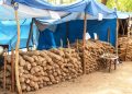 Burkina Faso’s Yam Revolution Sparks Unease for Ghanaian Farmers as Cross-Border Trade Faces New Reality