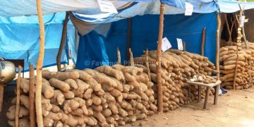 Burkina Faso’s Yam Revolution Sparks Unease for Ghanaian Farmers as Cross-Border Trade Faces New Reality