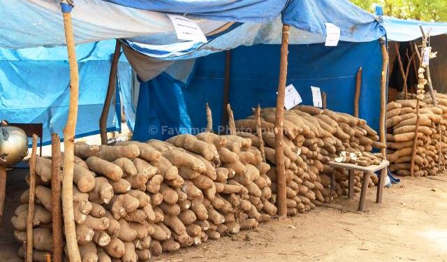 Burkina Faso’s Yam Revolution Sparks Unease for Ghanaian Farmers as Cross-Border Trade Faces New Reality