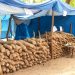 Burkina Faso’s Yam Revolution Sparks Unease for Ghanaian Farmers as Cross-Border Trade Faces New Reality