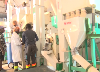 WFP advances fortified rice in Ghana’s schools, boosting nutrition and local production