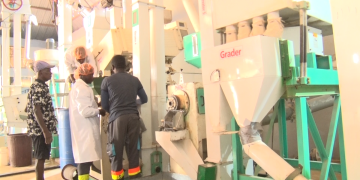 WFP advances fortified rice in Ghana’s schools, boosting nutrition and local production