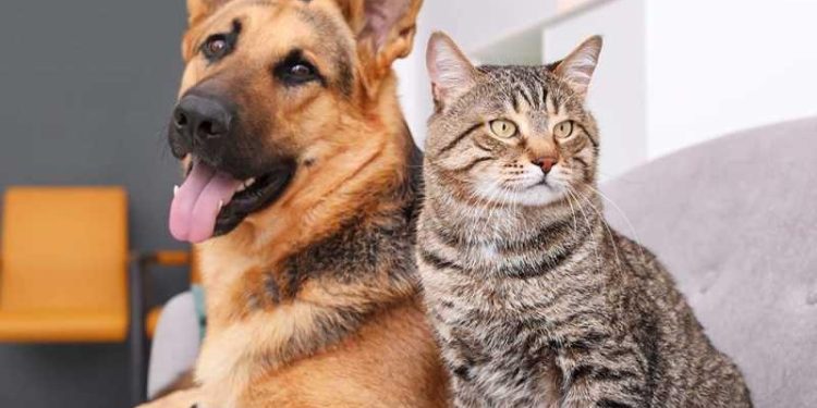 Dog Meat Eaters Association rejects health and ethical concerns