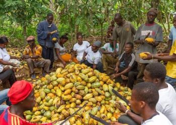 Concerned Farmers Association says Cocoa farmer payments to be prioritized, warns politicians against politicization