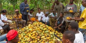 Concerned Farmers Association says Cocoa farmer payments to be prioritized, warns politicians against politicization