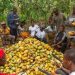 Concerned Farmers Association says Cocoa farmer payments to be prioritized, warns politicians against politicization
