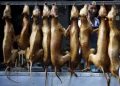 ‘Stop Eating Your Family’: ICS director blasts dog and cat meat consumers