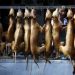 ‘Stop Eating Your Family’: ICS director blasts dog and cat meat consumers