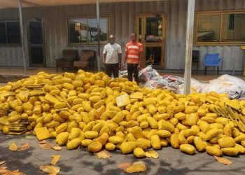 Tema Police intercept truck with 3,009 slabs of suspected cannabis; two arrested over GH¢150,000 bribe attempt