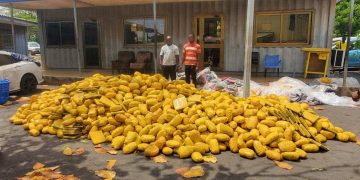 Tema Police intercept truck with 3,009 slabs of suspected cannabis; two arrested over GH¢150,000 bribe attempt