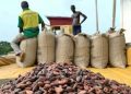 Mahama calls emergency Cabinet session over cocoa sector crisis