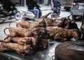 NGO calls for ban on Cat and Dog meat to protect public health and animal welfare