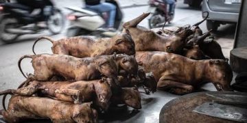 NGO calls for ban on Cat and Dog meat to protect public health and animal welfare