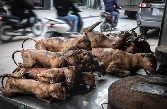 NGO calls for ban on Cat and Dog meat to protect public health and animal welfare