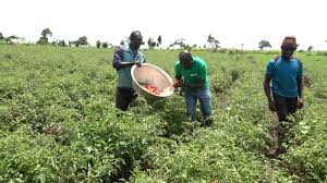 Ghana journalists condemn killing of tomato traders in Burkina Faso attack