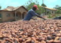 Adansi Ahensan farmers resist galamsey despite cocoa price reduction