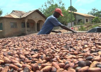 Adansi Ahensan farmers resist galamsey despite cocoa price reduction