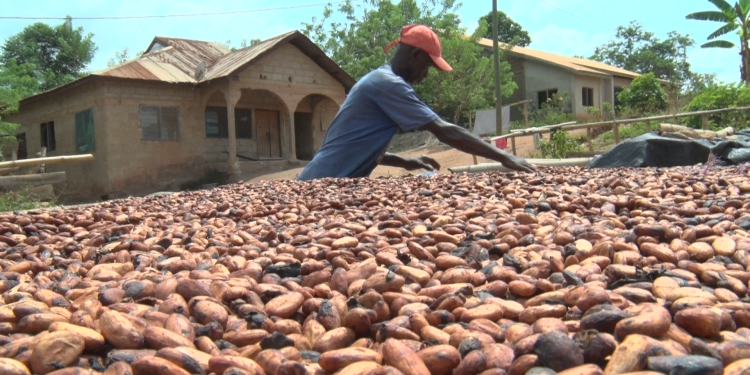 Adansi Ahensan farmers resist galamsey despite cocoa price reduction