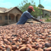 Adansi Ahensan farmers resist galamsey despite cocoa price reduction