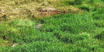 Gwollu’s Sacred Crocodiles Struggle for Survival