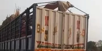 Onion supplies to Ghana threatened after trucks seized in Nigeria