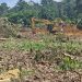 COCOBOD secures injunction against Chief of Dunkwa Offin for attempt to destroy Cocoa farms