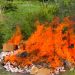 GRA Customs burns seized drugs, Illegal Cigarettes in Wa