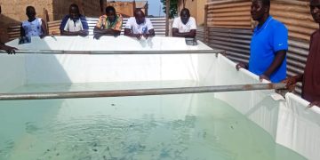 TESP launches catfish farming initiative to empower NDC grassroots executives in Nandom