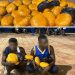 Two suspected drug dealers arrested in Tamale; 170 parcels of suspected Indian hemp seized