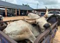 Northern NDC MPs donate food items, bull and GH¢20,000 to support Yaa-Naa’s funeral rites
