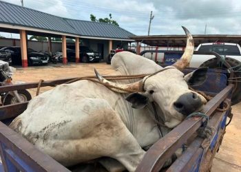Northern NDC MPs donate food items, bull and GH¢20,000 to support Yaa-Naa’s funeral rites