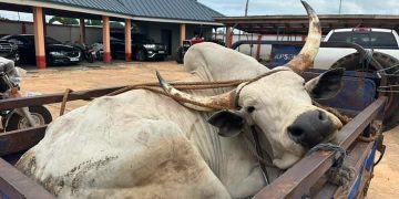 Northern NDC MPs donate food items, bull and GH¢20,000 to support Yaa-Naa’s funeral rites