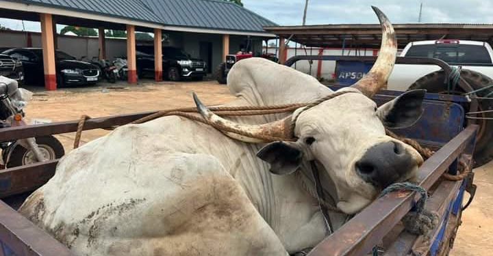 Northern NDC MPs donate food items, bull and GH¢20,000 to support Yaa-Naa’s funeral rites