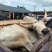 Northern NDC MPs donate food items, bull and GH¢20,000 to support Yaa-Naa’s funeral rites