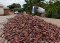 COCOBOD releases Gh¢2.6 billion to LBCs to pay cocoa farmers, Gh¢1.4 billion set aside to clear outstanding debts