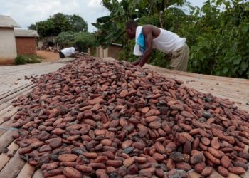 COCOBOD releases Gh¢2.6 billion to LBCs to pay cocoa farmers, Gh¢1.4 billion set aside to clear outstanding debts