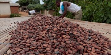 COCOBOD releases Gh¢2.6 billion to LBCs to pay cocoa farmers, Gh¢1.4 billion set aside to clear outstanding debts