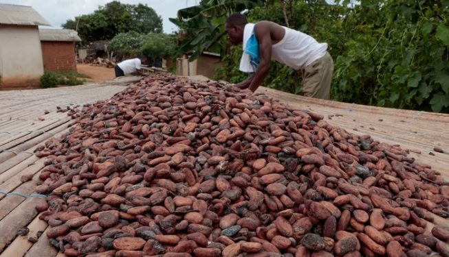 COCOBOD releases Gh¢2.6 billion to LBCs to pay cocoa farmers, Gh¢1.4 billion set aside to clear outstanding debts