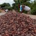 COCOBOD releases Gh¢2.6 billion to LBCs to pay cocoa farmers, Gh¢1.4 billion set aside to clear outstanding debts
